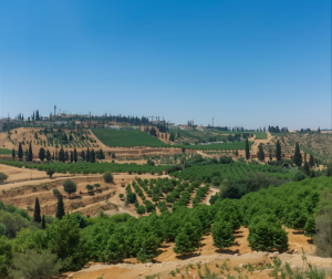 Plant a Tree in the Holy Land: A Small Gift with Eternal Meaning