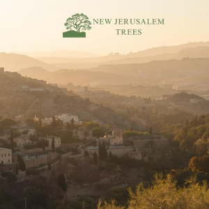 Gift a Tree in the Holy Land - Style 2