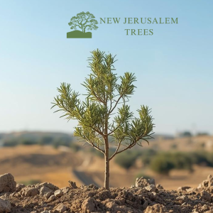 Gift a Tree in the Holy Land - Style 3