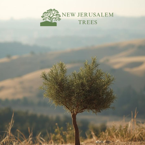 Plant a Tree in Memory - Style 3